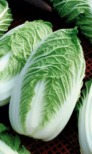 Капуста пекинская СКОРОСПЕЛАЯ 742