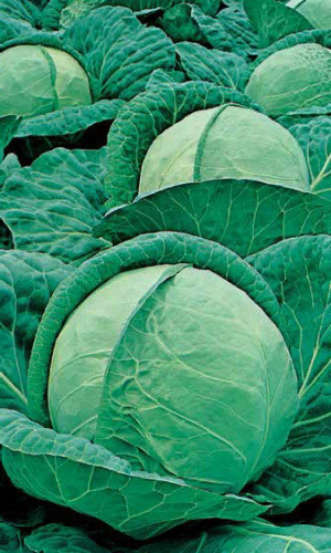 Капуста РИНДА F1 &mdash; Самый популярный гибрид для квашения! Кочаны сладкие и без горчинки, массой до 8 кг! Лидер продаж!