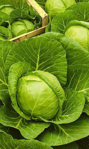 Капуста СТАХАНОВКА 1513