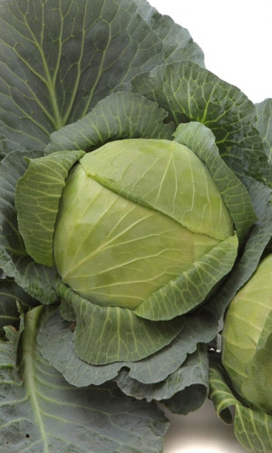 Капуста СУДЬЯ 146