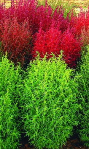 Кохия НЕФРИТ