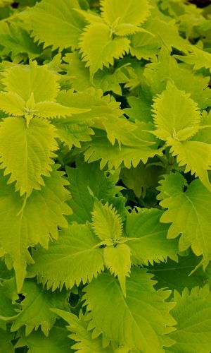 Колеус блюме ГИАНТ ЭКЗЕБИШЕН ЛАЙМ ЛАЙТ