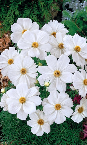 Космея СНЕЖНАЯ СЕНСАЦИЯ