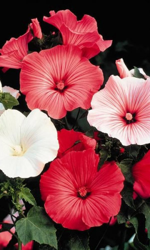 Лаватера ПОДРУЖКА