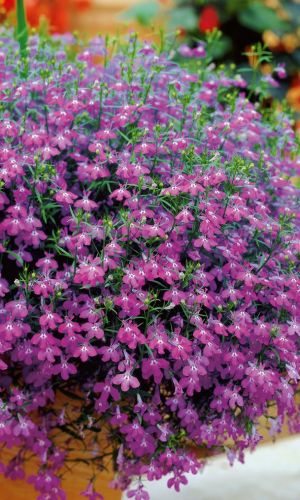 Лобелия ампельная РЕГАТТА РОЗОВАЯ &mdash; Цветение на 2 недели раньше стандартных сортов!