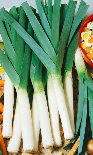 Лук порей КАЗИМИР