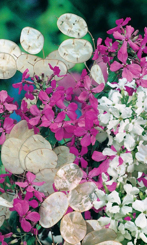 Лунария ДЕНЕЖНЫЙ АМУЛЕТ