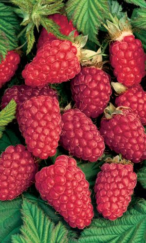 Малина ДЖОАН ДЖЕЙ