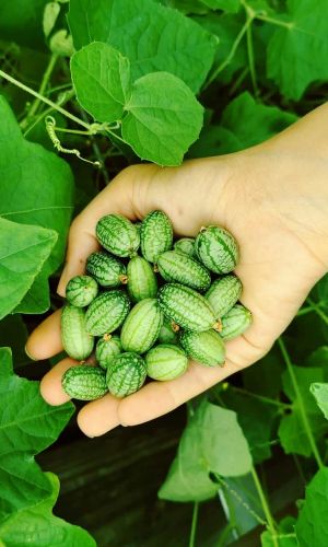 Мелотрия МАЛЮТКА &mdash; Неприхотлива, по вкусу похожа на огурец! Обилие плодов!