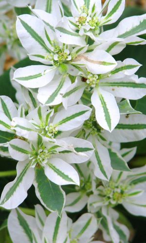 Молочай горный АЛЬПИЙСКИЙ КРАСАВЕЦ