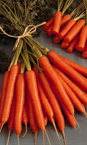 Морковь АМСТЕРДАМСКА
