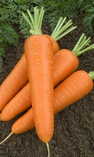 Морковь БЕРЛИКУМ РОЯЛ