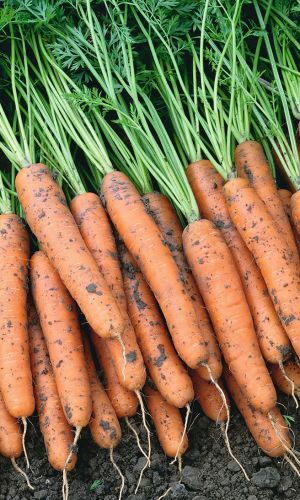 Морковь ФОРТО (ЛЕНТА)