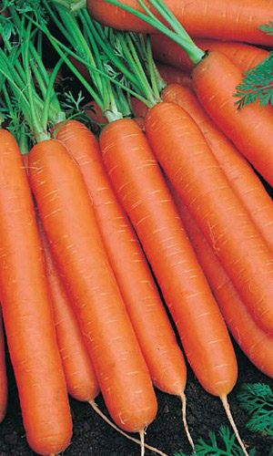 Морковь КАМПО