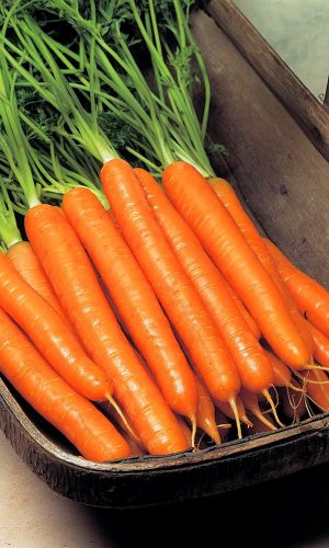 Морковь КОЛОРИТ F1