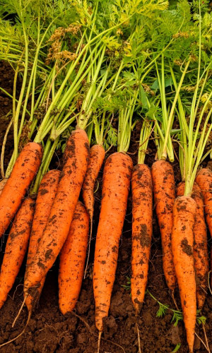 Морковь КРАСНАЯ ЗВЕЗДА® F1