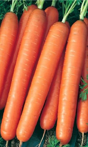Морковь МАРМЕЛАД F1 (ГЕЛЬ ДРАЖЕ)