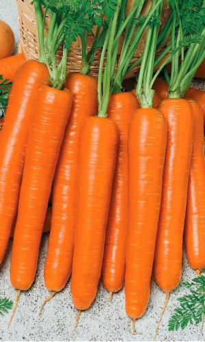 Морковь НАДЕЖДА F1 &mdash; Сладкая! Отлично хранится! Невероятно урожайная! Не растрескивается! Отлично хранится!