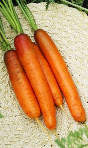 Морковь НАНТСКАЯ КРАСНАЯ (ГЕЛЬ ДРАЖЕ!) &mdash; Очень сладкая! Повышенное содержание каротина! Устойчива к растрескиванию и цветушности!
