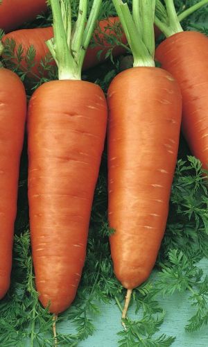 Морковь ШАНТАНЭ 2461