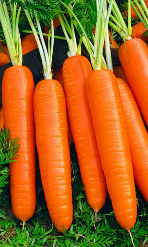 Морковь СОЧНАЯ и СЛАДКАЯ &mdash; Слаще сахара! Великолепная урожайность! Лучшая для хранения!