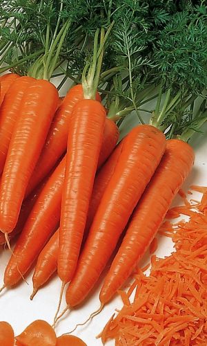 Морковь ТУШОН