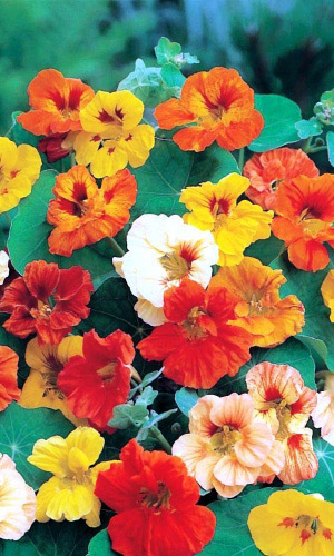 Настурция ВОЛШЕБНЫЕ КУСТИКИ низкорослая