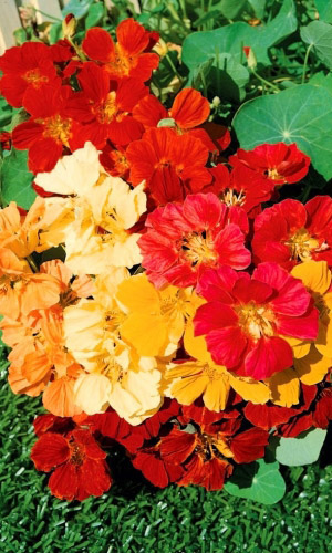Настурция ОБИЛЬНОЦВЕТУЩАЯ СМЕСЬ