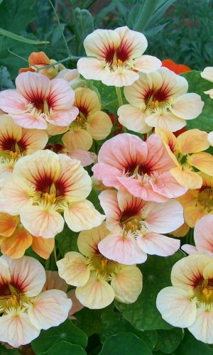 Настурция ТУТТИ ФРУТТИ