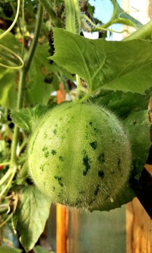 Огурдыня НЕКТАРИН