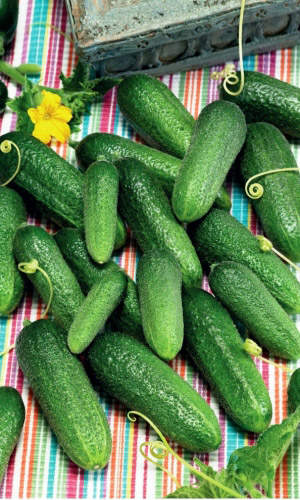 Огурец АЦТЕКИ И МАЙЯ F1