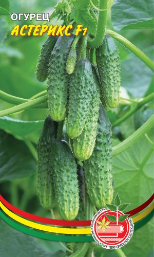 Огурец АСТЕРИКС F1