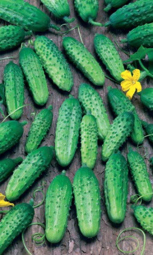 Огурец ЧИСТЫЕ ПРУДЫ F1