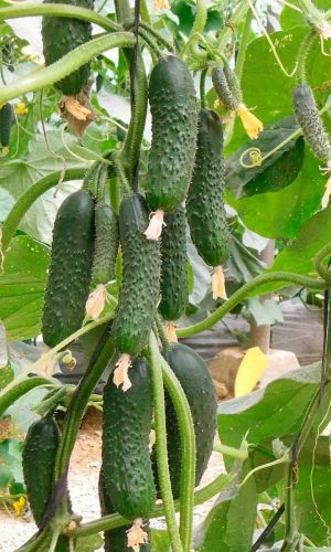 Огурец ЧУДО НА РЕКОРД F1 &mdash; Для рекордных урожаев! Каждое растение усыпано огурчиками! Исключительные засолочные качества!