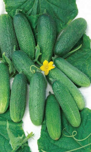Огурец ДИВНОЕ ДИВО F1 &mdash; Супер урожай! Пучковый! Сладкий, с нежным ароматом!