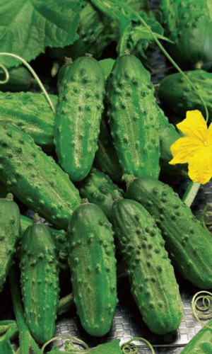 Огурец ХРУСТЯЩИЙ &mdash; Всегда хрустит в засоле!