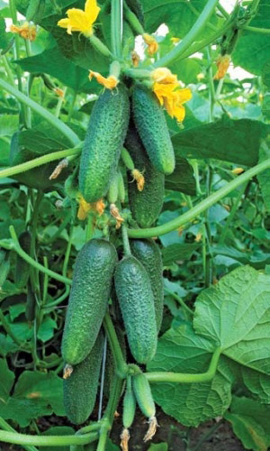 Огурец КОЛЕТ F1