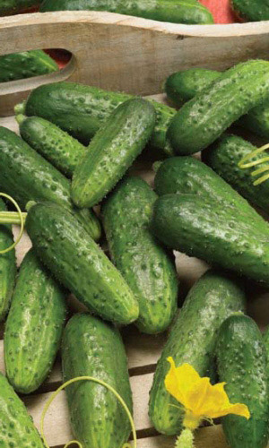 Огурец КОНКУРЕНТ