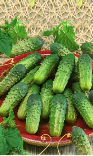 Огурец МАРИЕТТА F1