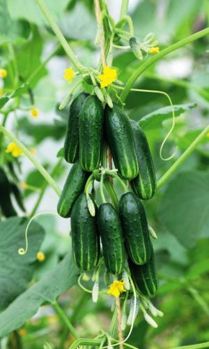 Огурец МОЛОДО-ЗЕЛЕНО F1
