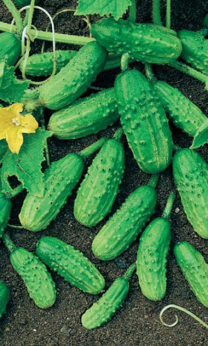 Огурец МОНАСТЫРСКИЙ — Один из лучших сортов для приготовления малосольных огурчиков и засола!