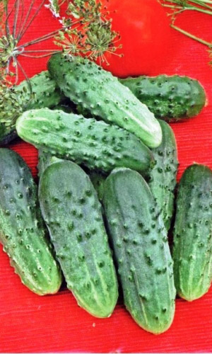 Огурец МУРОМСКИЙ 36