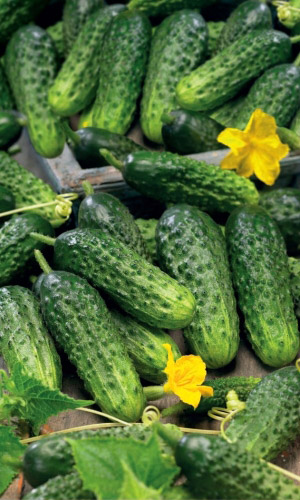 Огурец ОРФЕУС F1