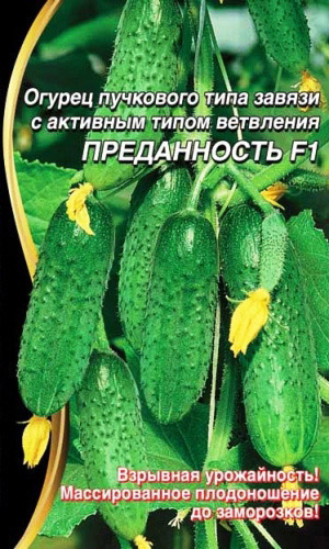 Огурец ПРЕДАННОСТЬ F1