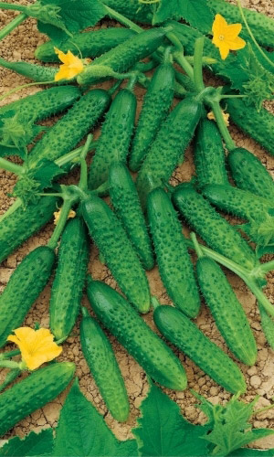 Огурец ПРЕЗИДЕНТ