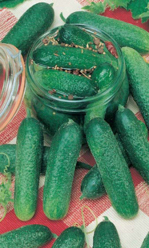 Огурец ПРОФИ F1