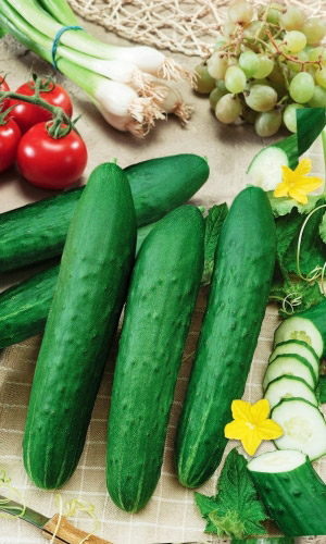 Огурец РУССКИЙ ДЕЛИКАТЕС F1