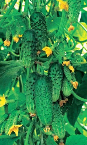 Огурец ШИК F1