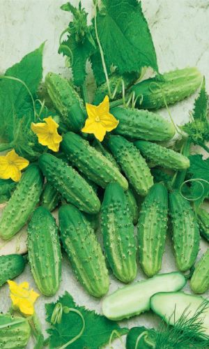 Огурец УРАЛЬСКИЙ ЗАСОЛ