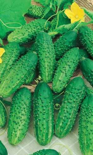 Огурец СОЛЁНЫЕ УШИ F1